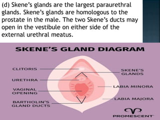 (d) Skene’s glands are the largest paraurethral
glands. Skene’s glands are homologous to the
prostate in the male. The two Skene’s ducts may
open in the vestibule on either side of the
external urethral meatus.
 