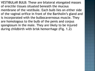 VESTIBULAR BULB: These are bilateral elongated masses
of erectile tissues situated beneath the mucous
membrane of the vestibule. Each bulb lies on either side
of the vaginal orifice in front of the Bartholin’s gland and
is incorporated with the bulbocavernosus muscle. They
are homologous to the bulb of the penis and corpus
spongiosum in the male. They are likely to be injured
during childbirth with brisk hemorrhage (Fig. 1.2)
 