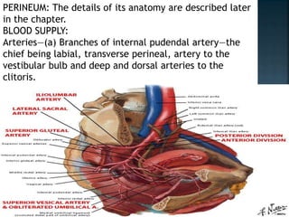 PERINEUM: The details of its anatomy are described later
in the chapter.
BLOOD SUPPLY:
Arteries—(a) Branches of internal pudendal artery—the
chief being labial, transverse perineal, artery to the
vestibular bulb and deep and dorsal arteries to the
clitoris.
 