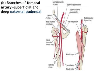 (b) Branches of femoral
artery—superficial and
deep external pudendal.
 