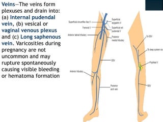 Veins—The veins form
plexuses and drain into:
(a) Internal pudendal
vein, (b) vesical or
vaginal venous plexus
and (c) Long saphenous
vein. Varicosities during
pregnancy are not
uncommon and may
rupture spontaneously
causing visible bleeding
or hematoma formation
 