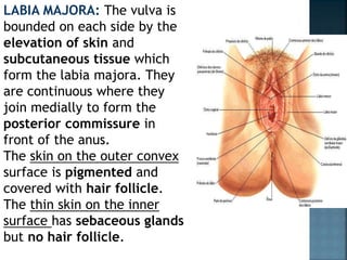 LABIA MAJORA: The vulva is
bounded on each side by the
elevation of skin and
subcutaneous tissue which
form the labia majora. They
are continuous where they
join medially to form the
posterior commissure in
front of the anus.
The skin on the outer convex
surface is pigmented and
covered with hair follicle.
The thin skin on the inner
surface has sebaceous glands
but no hair follicle.
 