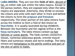 LABIA MINORA: They are two thin folds of skin, devoid of
fat, on either side just within the labia majora. Except in
the parous women, they are exposed only when the labia
majora are separated. Anteriorly, they divide to enclose
the clitoris and unite with each other in front and behind
the clitoris to form the prepuce and frenulum
respectively. The lower portion of the labia minora fuses
across the midline to form a fold of skin known as
fourchette. It is usually lacerated during childbirth.
Between the fourchette and the vaginal orifice is the
fossa navicularis. The labia minora contain no hair
follicles or sweat glands. The folds contain connective
tissues, numerous sebaceous glands, erectile muscle
fibers and numerous vessels and nerve endings. The labia
minora are homologous to the penile urethra and part of
the skin of penis in males.
 