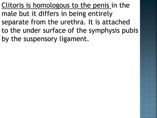 Clitoris is homologous to the penis in the
male but it differs in being entirely
separate from the urethra. It is attached
to the under surface of the symphysis pubis
by the suspensory ligament.
 