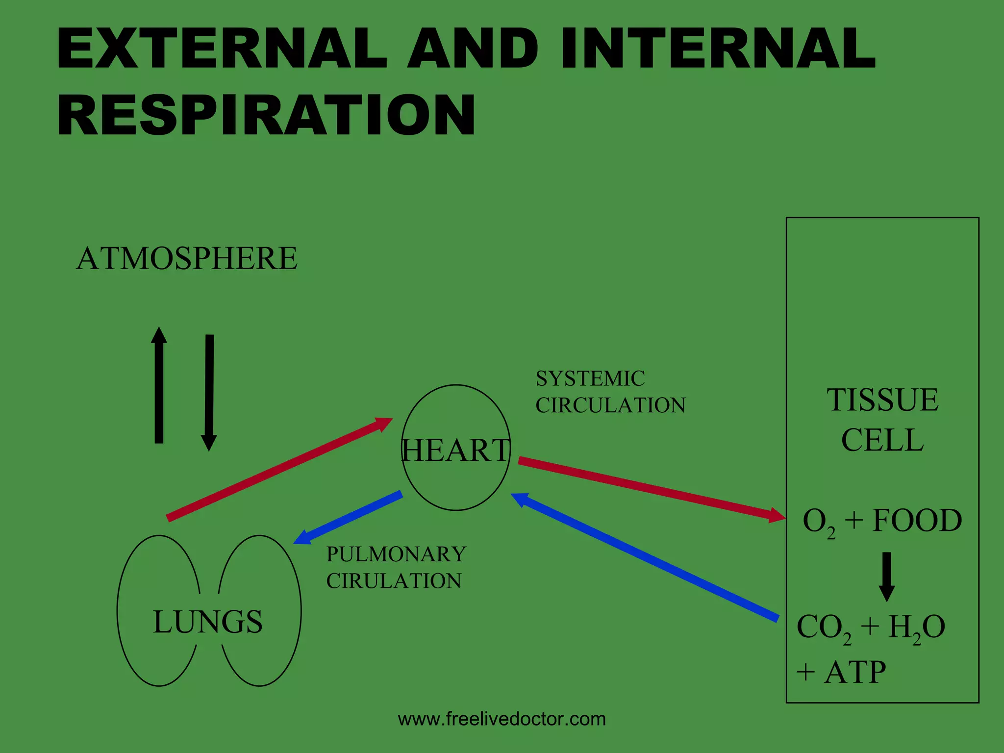 External&Internal Respiration | PPT