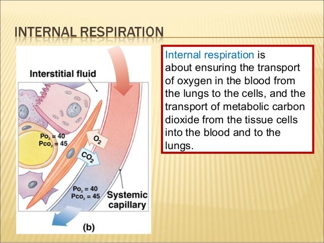 Grade 11 - External & Internal Respiration