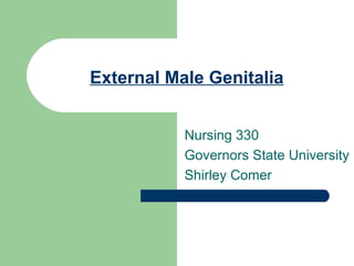 External Male Genitalia Nursing 330 Governors State University Shirley Comer 