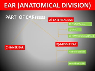 External &middle ear anatomy | PDF