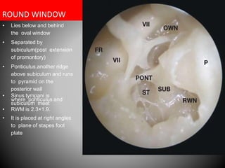 External &middle ear anatomy | PDF