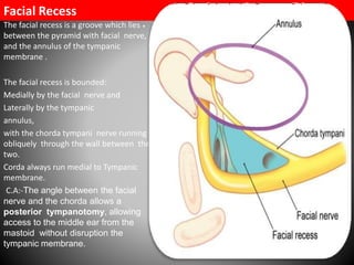 External &middle ear anatomy | PDF