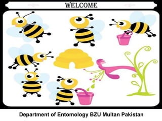 Welcome

Department of Entomology BZU Multan Pakistan

 