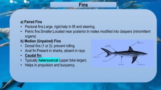 Shark Fin Rays External Morphology of Elasmobranchs.pdf