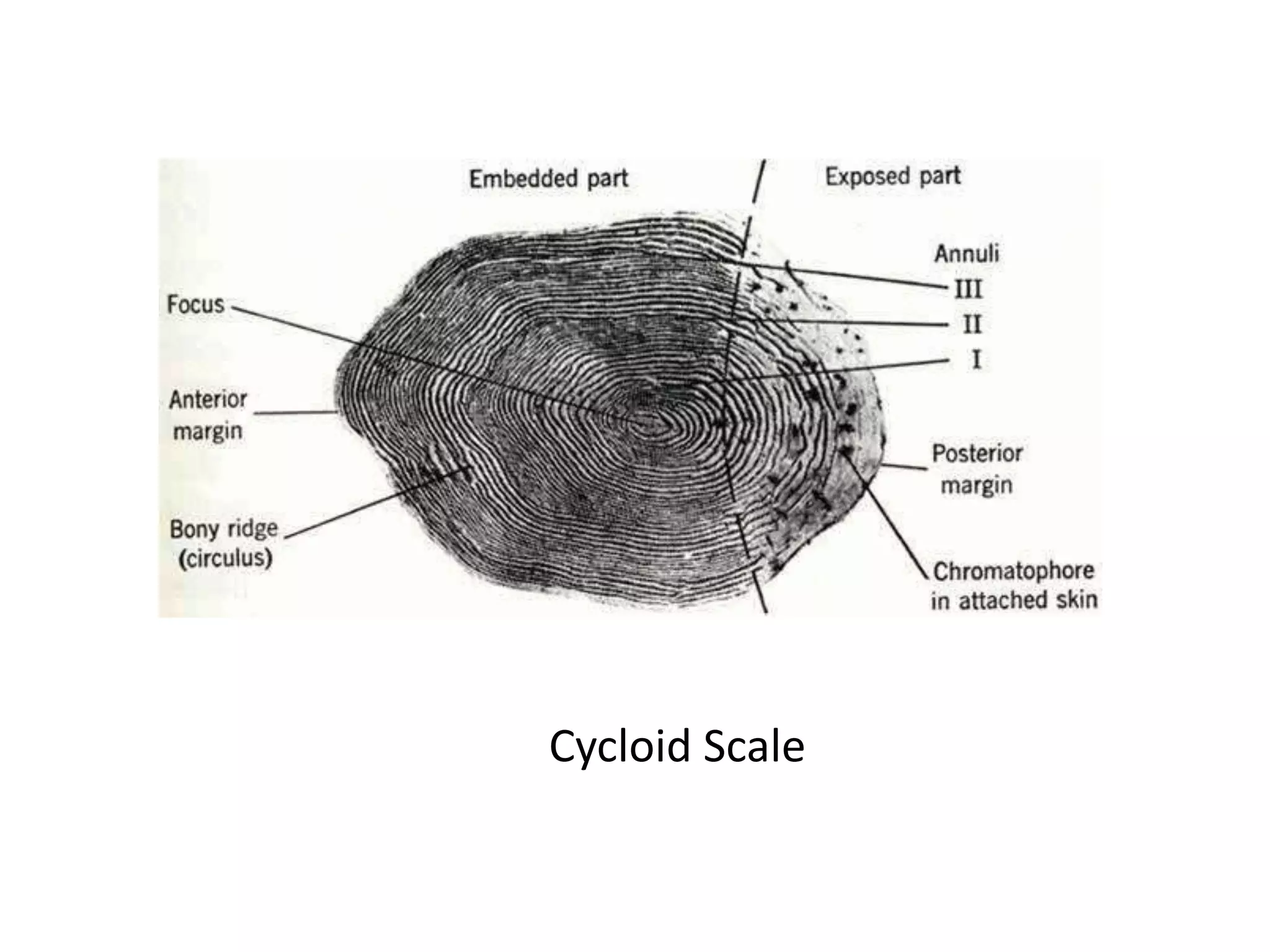 External morphology of fish | PPT