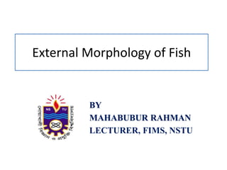 External Morphology of Fish
BY
MAHABUBUR RAHMAN
LECTURER, FIMS, NSTU
 