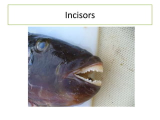 Incisors
 