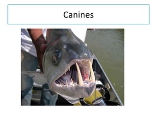 Canines
 