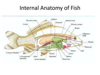 Internal Anatomy of Fish
 