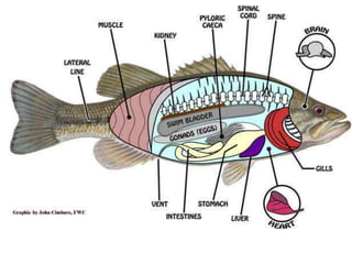 External morphology of fish