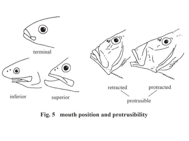 Protrusible mouth fish examples image