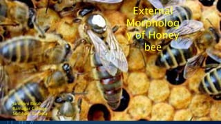 External
Morpholog
y of Honey
bee
Janmoni Borah
Barnagar College
Sorbhog, Barpeta
 