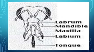 External morphology of honey bee | PPTX