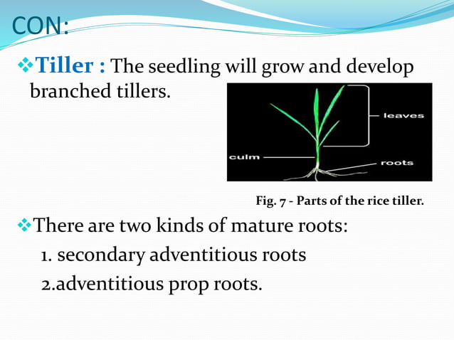 External morphology of rice | PPTX | Gardening | Home & Garden