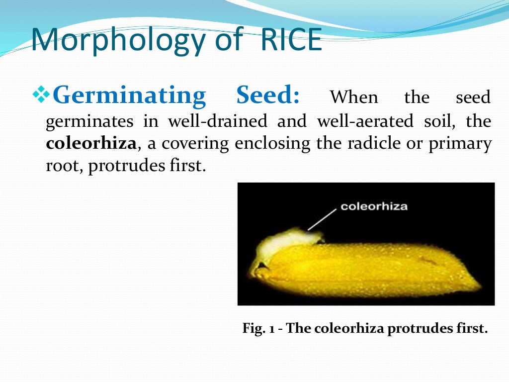 External morphology of rice