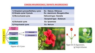 EXTERNAL MORPHOLOGY FROM BIOLOGY SELF PREPARED PLUS PYQ FROM NCERT AND ...