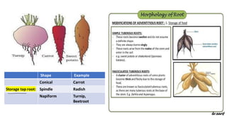 EXTERNAL MORPHOLOGY FROM BIOLOGY SELF PREPARED PLUS PYQ FROM NCERT AND ...