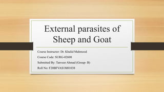 External parasites of
Sheep and Goat
Course Instructor: Dr. Khalid Mahmood
Course Code: SURG-02608
Submitted By: Tanveer Ahmad (Group- B)
Roll No: F20BFVAS1M01038
 