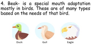 External parts of animals Science 6.pptx