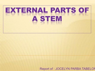 EXTERNAL PARTS OF
A STEM
Report of : JOCELYN PARBA TABELON
 