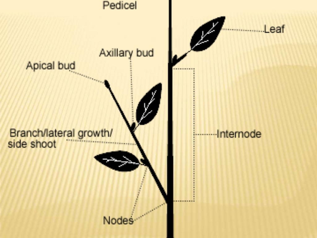 External parts of a stem