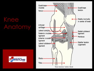 Knee Anatomy 