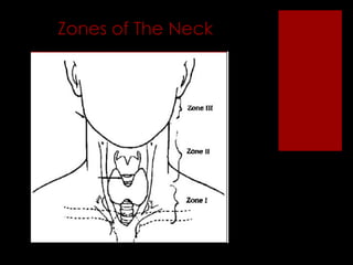 Zones of The Neck 