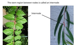 The External stem structure and functions | PPTX