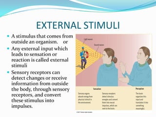 External stimuli final presentation by zahid bhatti | PPTX