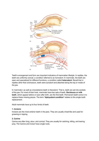Humadont Teeth External Structure and locomotion.pdf