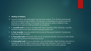 Birds Maturing EXTERNAL STRUCTURE AND LOCOMOTION IN BIRDS.pptx