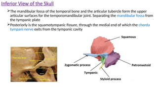 External view of the skull. . . . . . . | PPTX