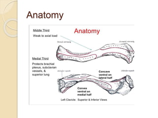 Anatomy
 