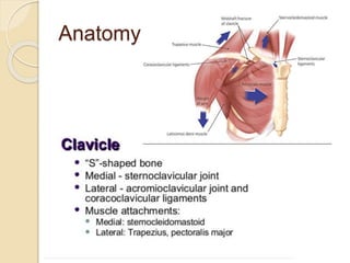 Anatomy
 