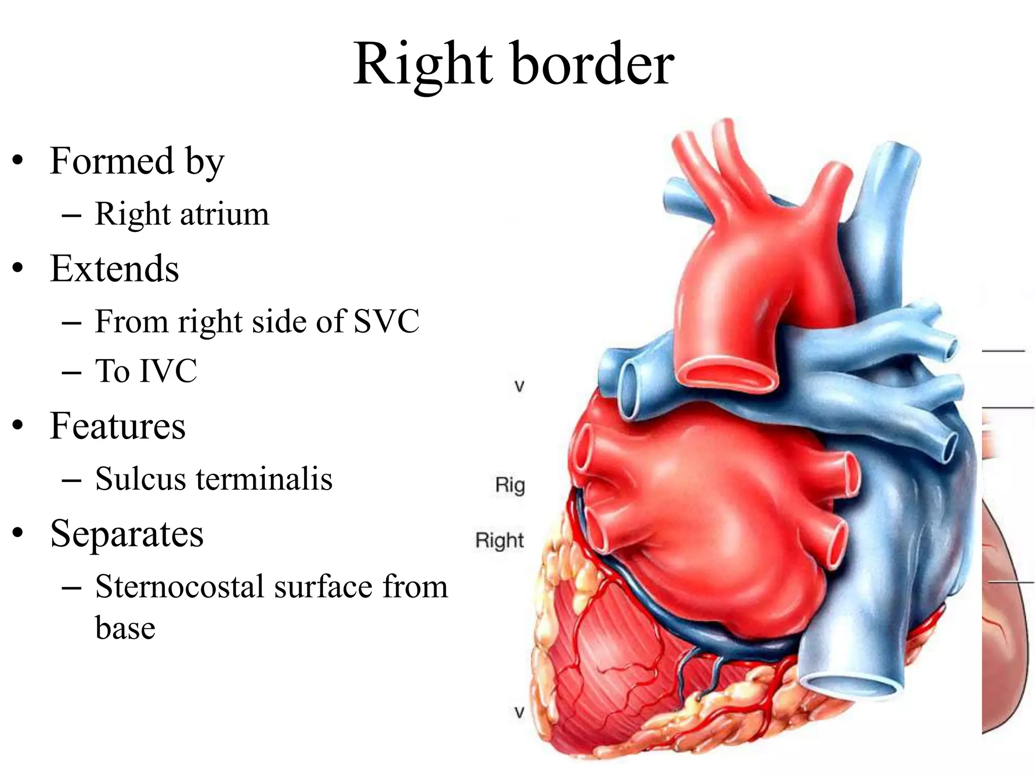 Suculus Terminalis Ext features of heart | PDF
