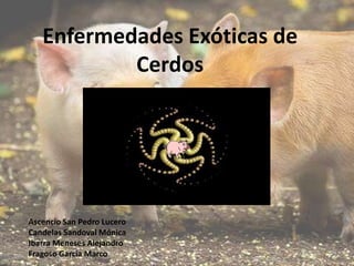 Enfermedades Exóticas de
Cerdos

Ascencio San Pedro Lucero
Candelas Sandoval Mónica
Ibarra Meneses Alejandro
Fragoso García Marco

 