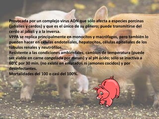 Provocada por un complejo virus ADN que sólo afecta a especies porcinas
(jabalíes y cerdos) y que es el único de su género; puede transmitirse del
cerdo al jabalí y a la inversa.
VPPA se replica principalmente en monocitos y macrófagos, pero también lo
pueden hacer en células endoteliales, hepatocitos, células epiteliales de los
túbulos renales y neutrófilos.
Resistente a las condiciones ambientales, cambios de temperatura (puede
ser viable en carne congelada por meses) y al pH ácido; sólo se inactiva a
60°C por 30 min. (no existe en enlatados ni jamones cocidos) y por
desinfectantes.
Mortalidades del 100 o casi del 100%.

 