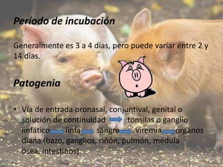 Período de incubación
Generalmente es 3 a 4 días, pero puede variar entre 2 y
14 días.

Patogenia
• Vía de entrada oronasal, conjuntival, genital o
solución de continuidad
tonsilas o ganglio
linfático
linfa
sangre
viremia
órganos
diana (bazo, ganglios, riñón, pulmón, médula
ósea, intestinos).

 