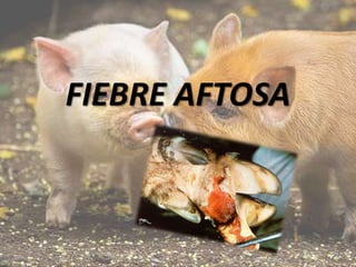 FIEBRE AFTOSA

 