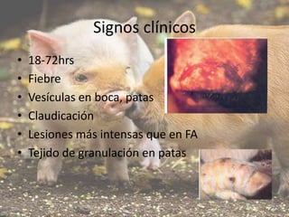 Signos clínicos
•
•
•
•
•
•

18-72hrs
Fiebre
Vesículas en boca, patas
Claudicación
Lesiones más intensas que en FA
Tejido de granulación en patas

 