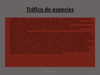 Tráfico de especies
•   El tráfico de la flora y la fauna se ha convertido en uno de los emprendimientos económicos más
    redituables y figura en el mundo en tercer lugar luego del de armas y de las drogas.
    El de la fauna mueve alrededor de 10.000 millones de dólares anuales y la flora, está superando los
    7.000 millones. A estas cifras habría que sumarle el tráfico clandestino...
    Cada año se consumen en el mundo entre 600 y 900 toneladas de marfil, que se obtienen de unos
    150.000 colmillos de elefantes adultos. En 1990, el comercio de marfil se prohibió
    internacionalmente.
    Según el CITES, el tratado mundial que regula el comercio de especies protege a las que están en
    peligro de extinción, la población de elefantes africanos se redujo de 1,3 millones de ejemplares a
    poco más de 600.000, durante la década del ochenta. Otra década similar bastaría para provocar la
    extinción de la especie. Pero no es este el único caso. Según los datos de las organizaciones TRAFFIC
    y WWF, cada año se comercia ilegalmente con primates, ave, pieles de reptil y de mamíferos,
    orquídeas, cactus y peces exóticos. Su destino son EEUU, Europa, Japón y parte del sudeste asiático.
    Y los usos que se les dan son tan variados como la peletería de lujo (una piel de pantera siberiana
    alcanza los 100.000 dólares en el mercado negro), ornamentos, productos pretendidamente
    afrodisíacos y, en algunos casos, animales de compañía o plantas para jardines. A causa de este
    comercio ilegal, unas 700 especies se encuentran al borde de la extinción. Pero, además, otras
    2.300 especies animales y 24.000 vegetales están amenazadas.
•




                                             cristhian bobnilla                                         4
 