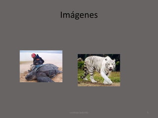 Imágenes




  cristhian bobnilla   5
 